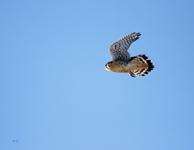 American Kestral freed 5892
